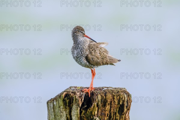 A redshank (Tringa totanus) balancing on a vertical tree trunk in a natural environment, Dümmer