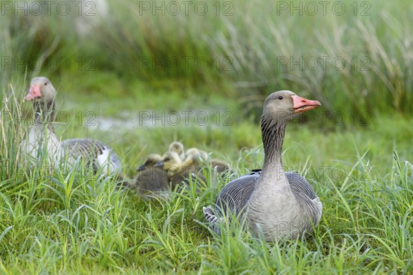 Greylag geese (Anser anser) with their goslings in the tall grass of a green wet meadow, Dümmer