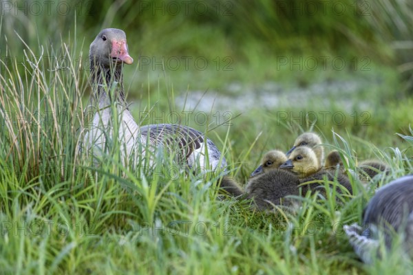 Greylag goose (Anser anser) with its chicks in the tall grass of a green meadow, Dümmer nature park