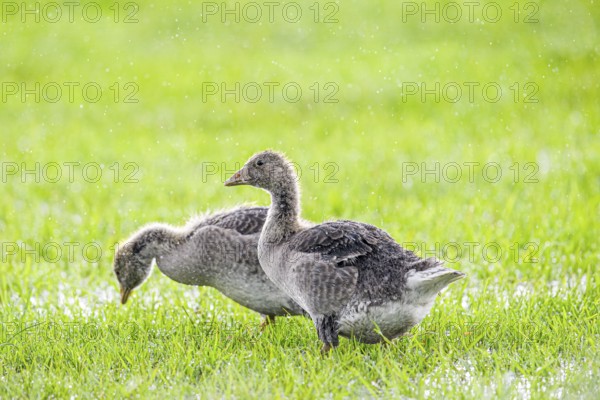 Two large goslings of grey goose (Anser anser) standing on a green meadow and searching the ground,