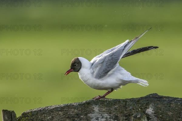A black-headed gull (Chroicocephalus ridibundus, syn.: Larus ridibundus) raises its wings on a