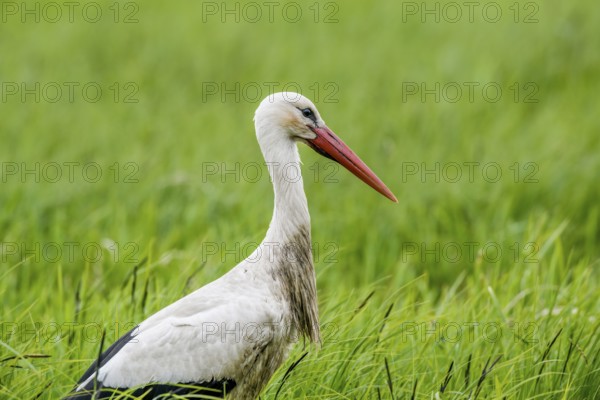 A stork (Ciconia ciconia) standing upright in the tall grass of a meadow, Dümmer nature park Park,