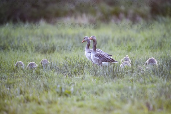 Greylag geese (Anser anser) with their goslings in the tall grass of a green meadow, Dümmer nature