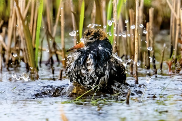 A ruff (Calidris pugnax, Syn.: Philomachus pugnax) splashing energetically in the water, drops