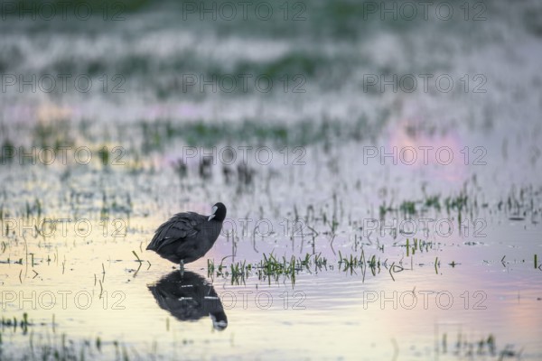A coot (Fulica atra) stands in shallow water at sunset, the light creates a pink reflection, Dümmer