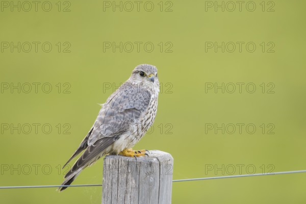A Merlin (Falco columbarius) sits attentively on a wooden fence post against a green background,
