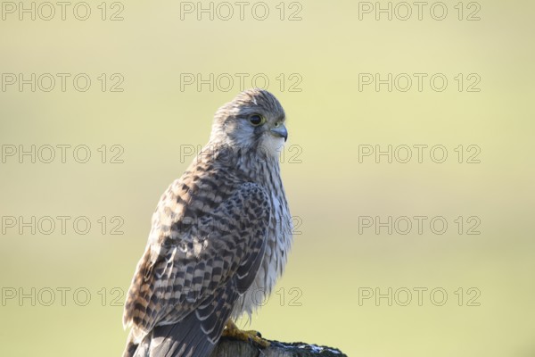A Common Kestrel (Falco tinnunculus) with detailed plumage sits attentively on a pole and observes