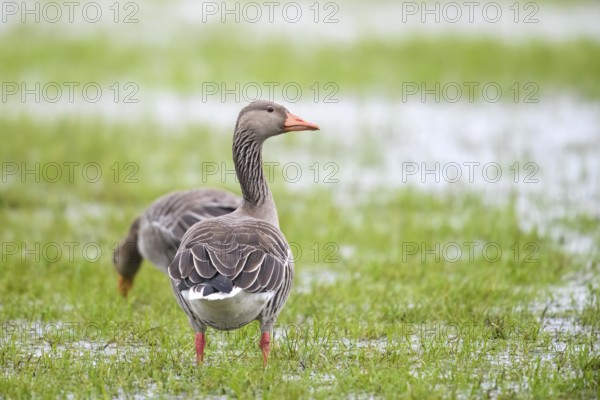 Two grey geese (Anser anser) standing on a flooded meadow, Dümmer nature park Park, Lower Saxony,
