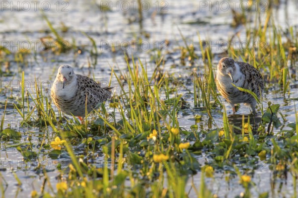 Two ruffs (Calidris pugnax, Syn.: Philomachus pugnax) standing in the water surrounded by grass and