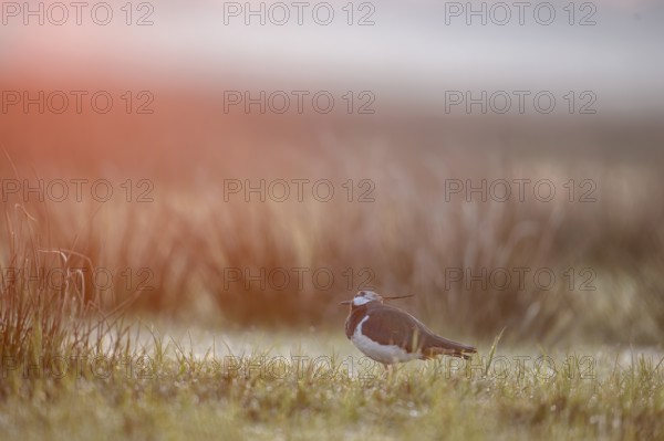 A lapwing (Vanellus vanellus) stands in the tall grass at sunrise in the fog, Dümmer nature park