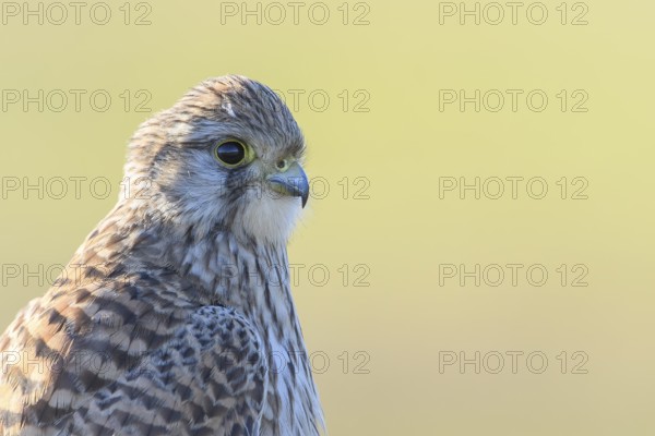 Close-up of a Common Kestrel (Falco tinnunculus) with detailed plumage in front of a blurred