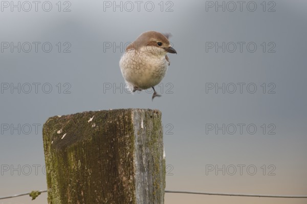 A female red-backed shrike (Lanius collurio) hopping on an old fence post in front of a blurred,