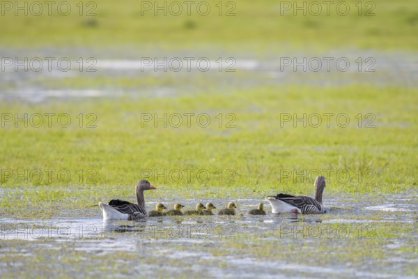A family of greylag geese (Anser anser) accompanies their chicks as they swim through shallow water
