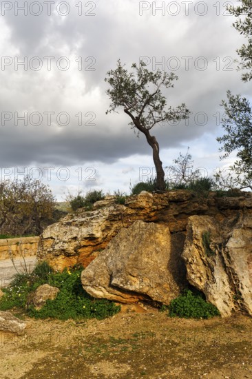 Gnarled olive tree (Olea europaea), rocky Mediterranean landscape, lithophyte, rock plant,