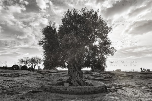 Old olive tree (Olea europaea), sunbeams, monochrome, Valley of the Temples, Agrigento, Sicily,