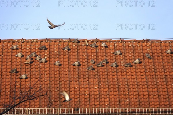 Pigeons on a roof in a city, winter, Germany