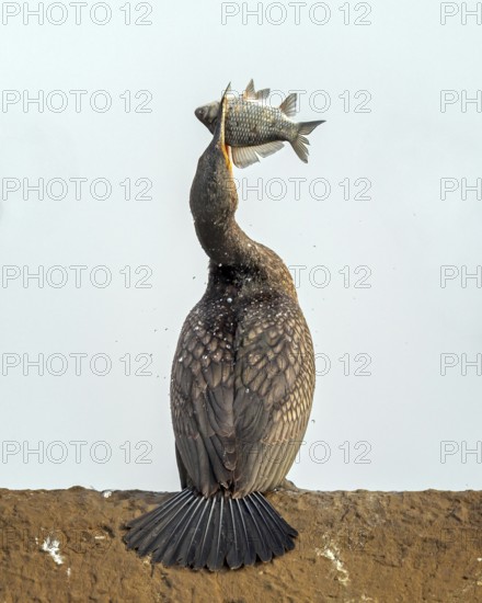 Cormorant (Phalacrocorax carbo) with whitefish as prey, hunting, hunting success, food envy,