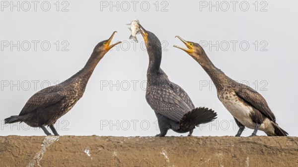 Cormorant (Phalacrocorax carbo) with catfish as prey, hunting, interaction of several birds,