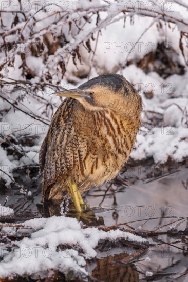 Bittern (Botaurus stellaris), lurking, foraging, heron, hunting prey, fishing, frost and ice,
