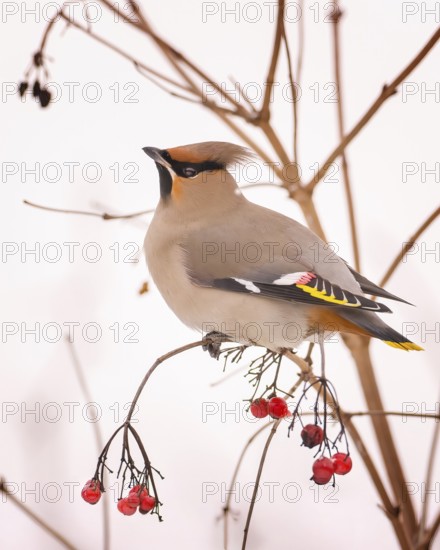 Waxwing (Bombycilla garrulus) foraging, rowan berries, winter visitor, migratory bird, resting