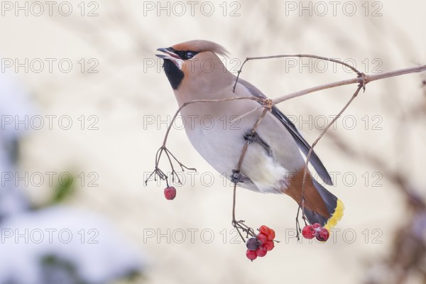 Waxwing (Bombycilla garrulus) rowan berries, foraging, winter visitor, migratory bird, resting