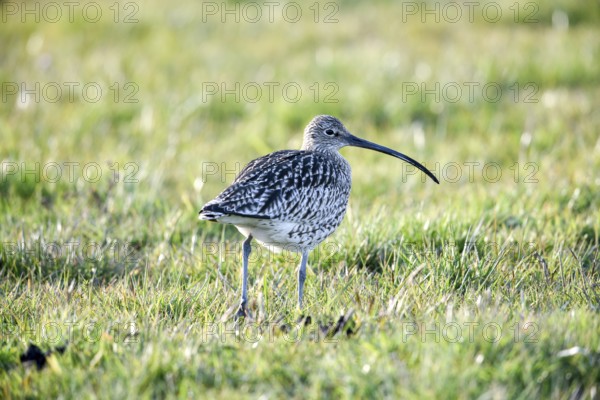 A curlew (Numenius arquata) in the grass with its typical long beak, Dümmer nature park Park, Lower