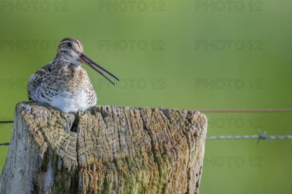 Common snipe (Gallinago gallinago), sitting comfortably on a fence post, pasture fence, Dümmer