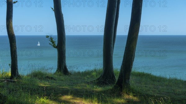 View of the Baltic Sea from the chalk cliffs in Jasmund National Park on Rügen with a sailboat,
