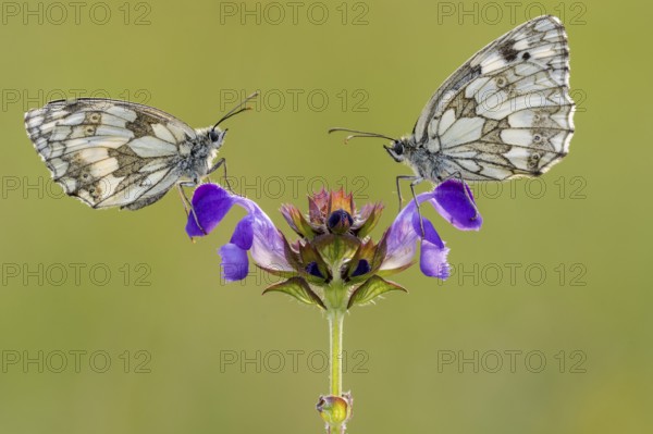 Checkerspot butterfly (Melanargia galathea) on Large Self-heal (Prunella grandiflora), Bad