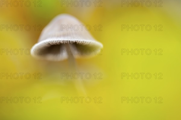 Düngerling (Panaeolus), mushroom, Ahlhorn, Lower Saxony, Germany