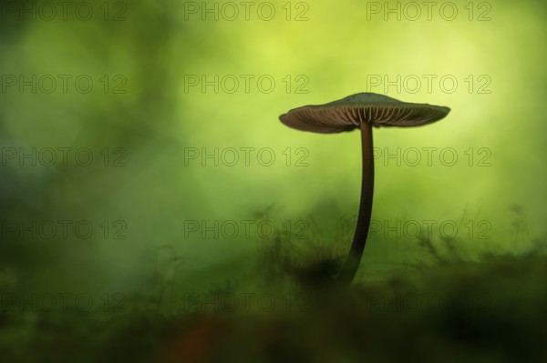 Mushroom in Urwald Baumweg, Ahlhorn, Lower Saxony, Germany