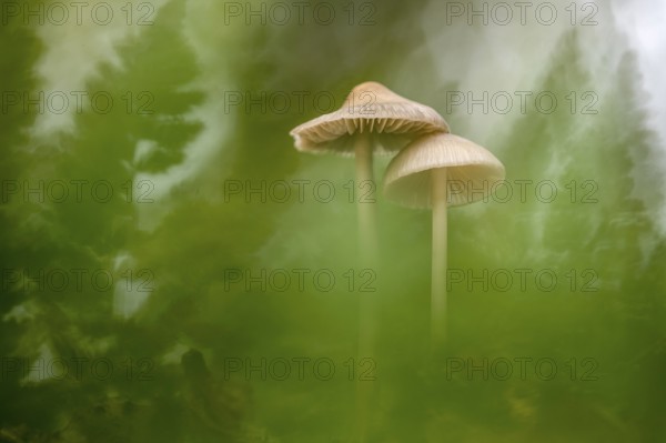 Lilac bonnet (Mycena pura), Ahlhorn, Lower Saxony, Germany