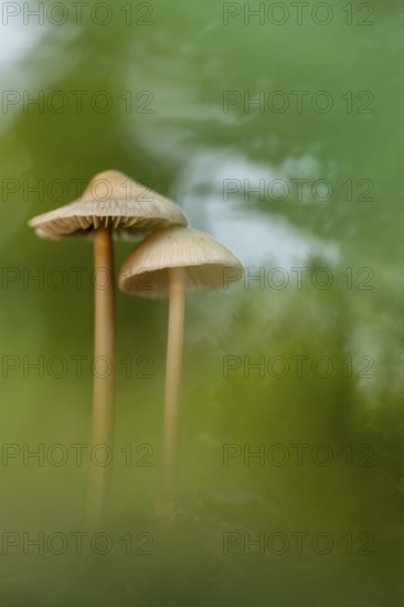 Lilac bonnet (Mycena pura), Ahlhorn, Lower Saxony, Germany