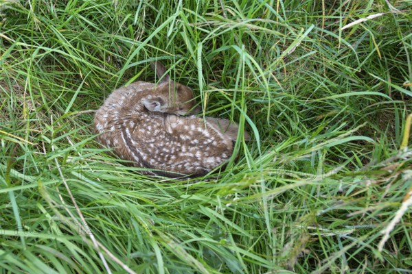 Fawn of a fallow deer (Dama dama) hidden in a meadow, Lower Saxony, Germany