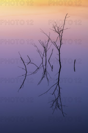 Birch (Betula) reflected in the water at dawn in the Molberger Dose, Hochmoor, Molbergen, Lower