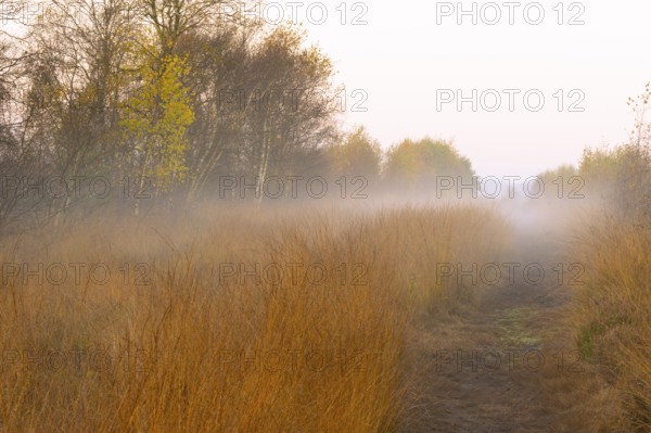 Fog is lying over the moor in Molberger Dose, Molbergen, Lower Saxony, Germany