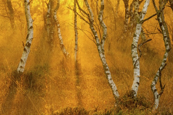 Birches (Betula) in the fog at dawn in the Molberger Dose, moor, raised bog, Molbergen, Lower