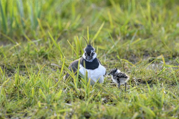 A lapwing (Vanellus vanellus) with its chick in down plumage in the tall grass of a wet meadow,