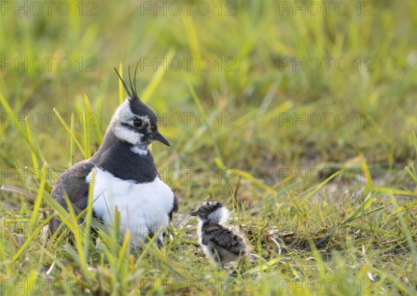 A lapwing (Vanellus vanellus) with its chick in down plumage in the tall grass of a wet meadow,