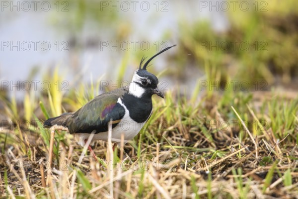 A lapwing (Vanellus vanellus) searches curiously for food in the grass, the colours are striking,