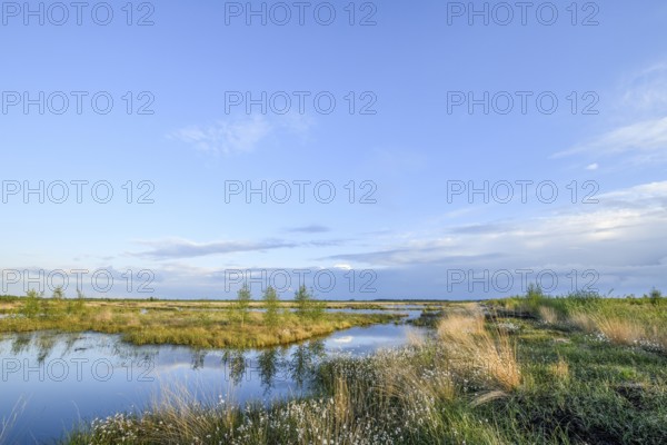 Moorland landscape with white fruiting cotton grass, image radiates vastness and openness, Restored