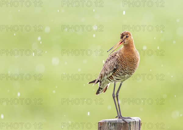 Black-tailed godwit (Limosa limosa) standing on a pole in the rain, drops form a picturesque