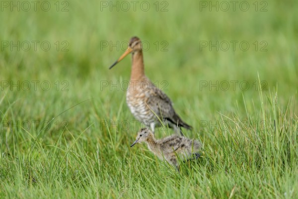 Black-tailed godwit (Limosa limosa) with chicks in tall grass, Dümmer nature park Park, Lower