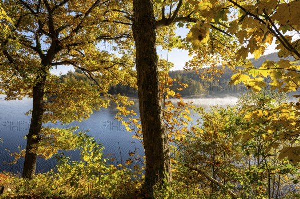 Autumn forest at Innerstestausee in the Harz Mountains, Innerstestausee, Goslar, Lower Saxony,