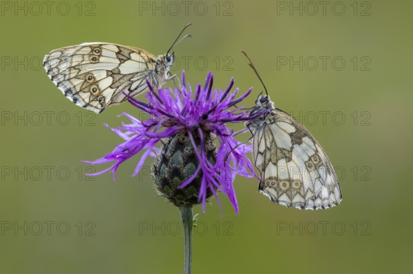 Checkerspot butterfly (Melanargia galathea), Bad Münstereifel, North Rhine-Westphalia, Germany