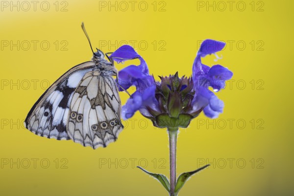 Checkerspot butterfly (Melanargia galathea) on Large Self-heal (Prunella grandiflora), Bad