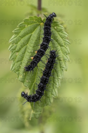 Peacock butterfly (Aglais io, syn.: Inachis io, Nymphalis io), caterpillar feeding on a nettle