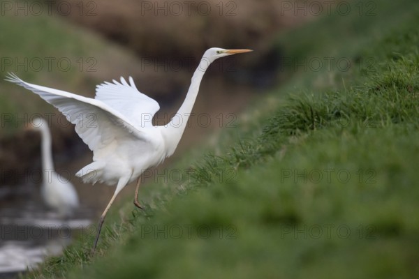 Great White Egret (Ardea alba, syn.: Casmerodius albus, Egretta alba), Dümmer, Lembruch, Lower