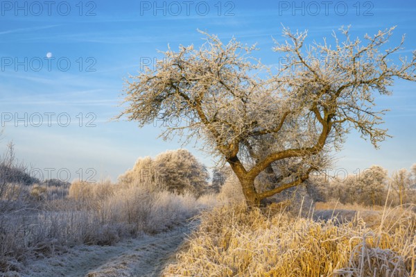 Winter hoarfrost at Ahlhorn fish ponds, apple tree, Ahlhorn fish ponds, Ahlhorn, Lower Saxony,