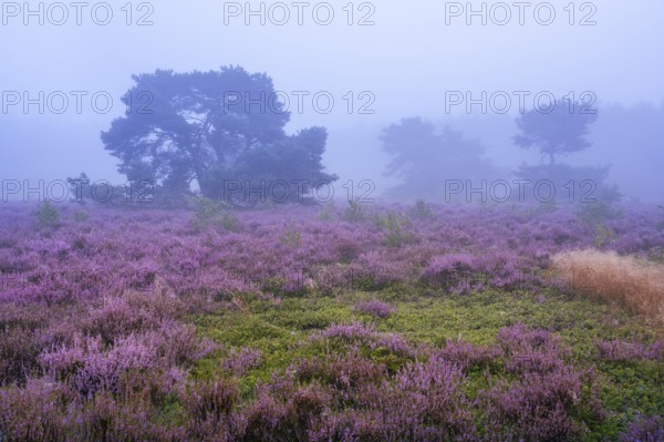 Flowering heather (Calluna vulgaris) with pine trees on a foggy morning in the Ahlhorner Heide,